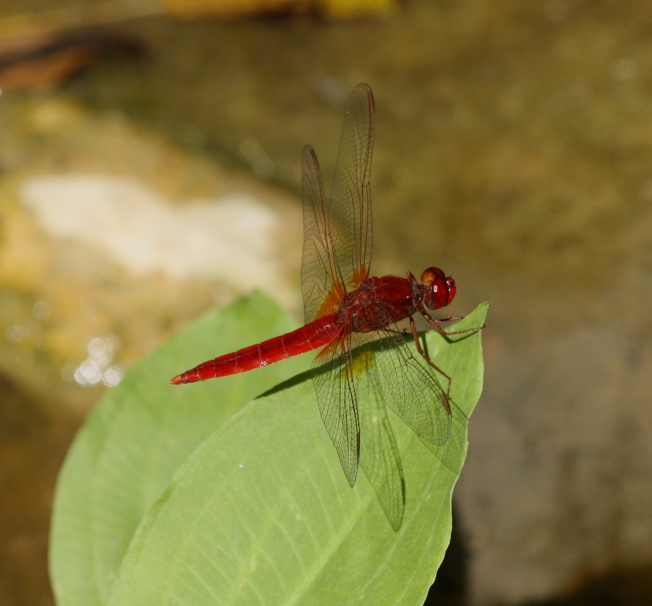 Crocothemis erythraea?